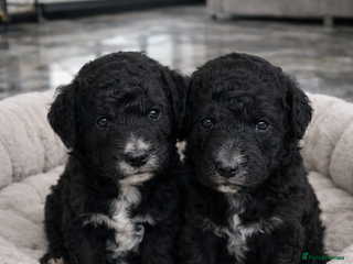 Aussiedoodle dogs Miniature Aussie Doodle Pups 🐾 ❤️ - Advert 14