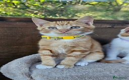 Mixed Breed cats for sale: 4 Ginger Kittens READY FOR A NEW HOME/WEST DRAYTO - Image 14