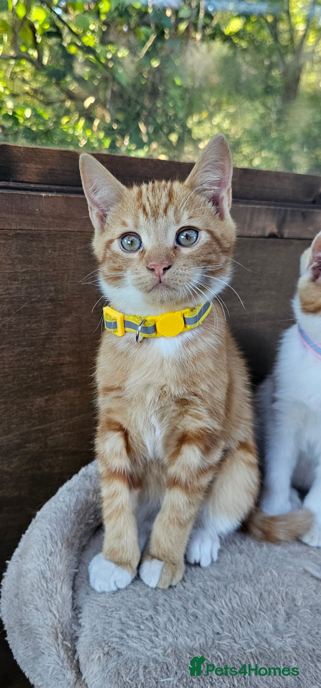 Mixed Breed cats for sale: 4 Ginger Kittens READY FOR A NEW HOME/WEST DRAYTO - Image 14