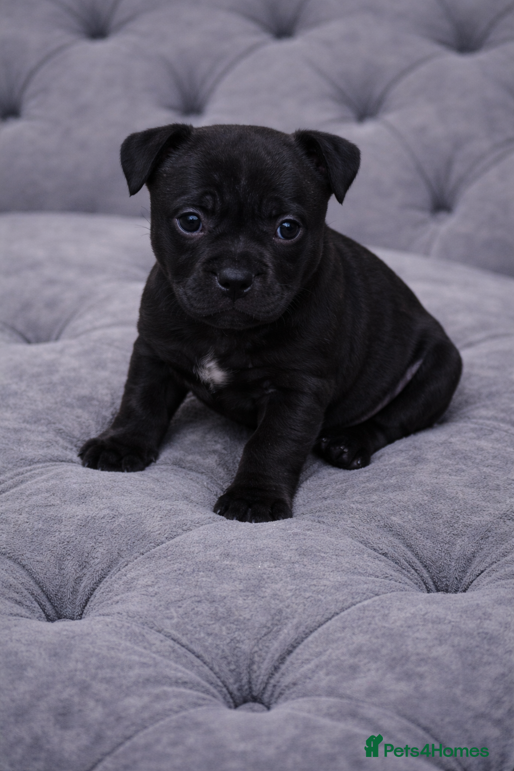 Staffordshire Bull Terrier dogs VALGO PUPS AVAILABLE 💯🔥 - Advert 7