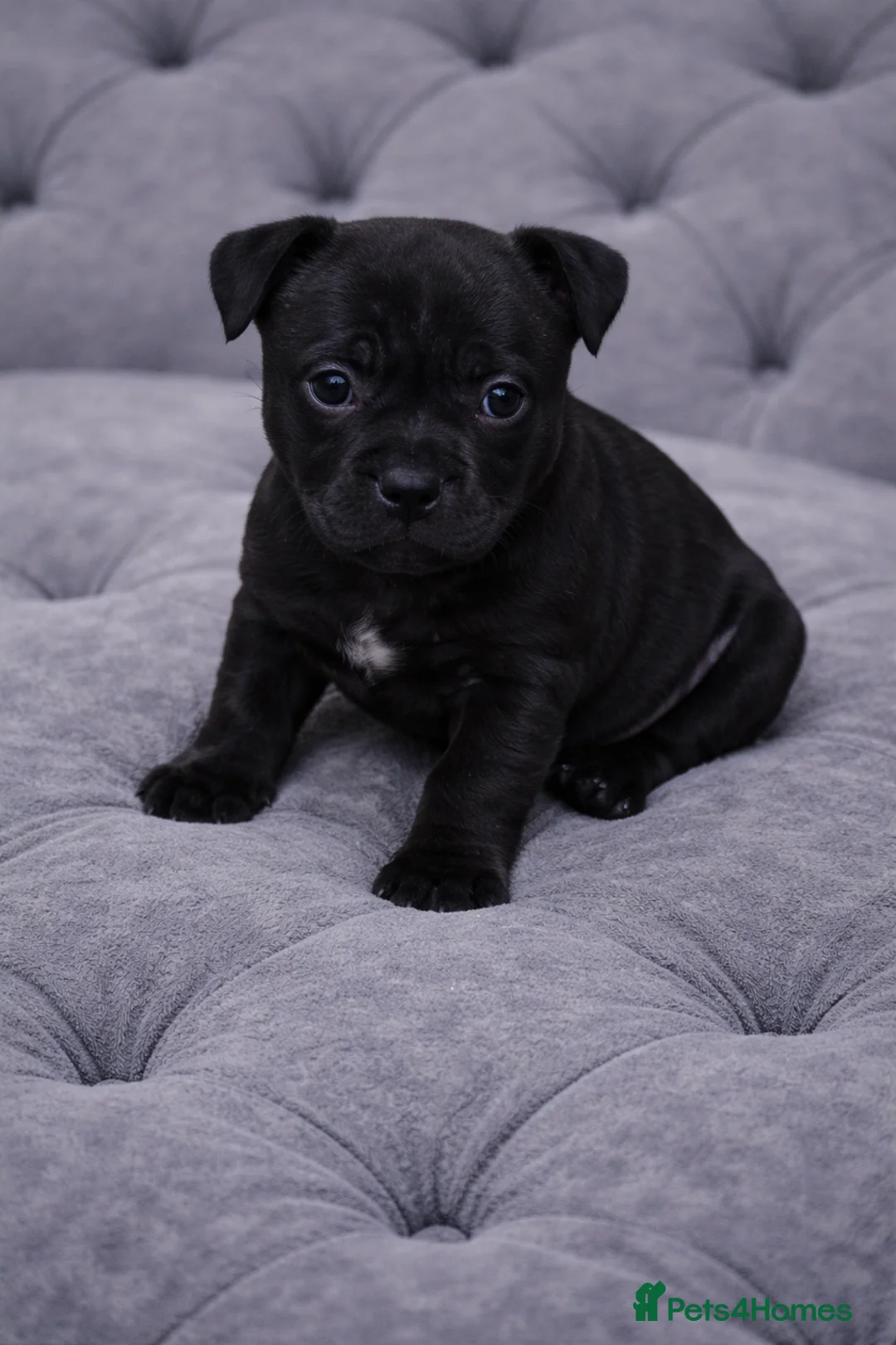 Staffordshire Bull Terrier dogs for sale: VALGO PUPS AVAILABLE 💯🔥 - Advert 1