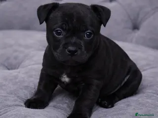 Staffordshire Bull Terrier dogs VALGO PUPS AVAILABLE 💯🔥 - Advert 7