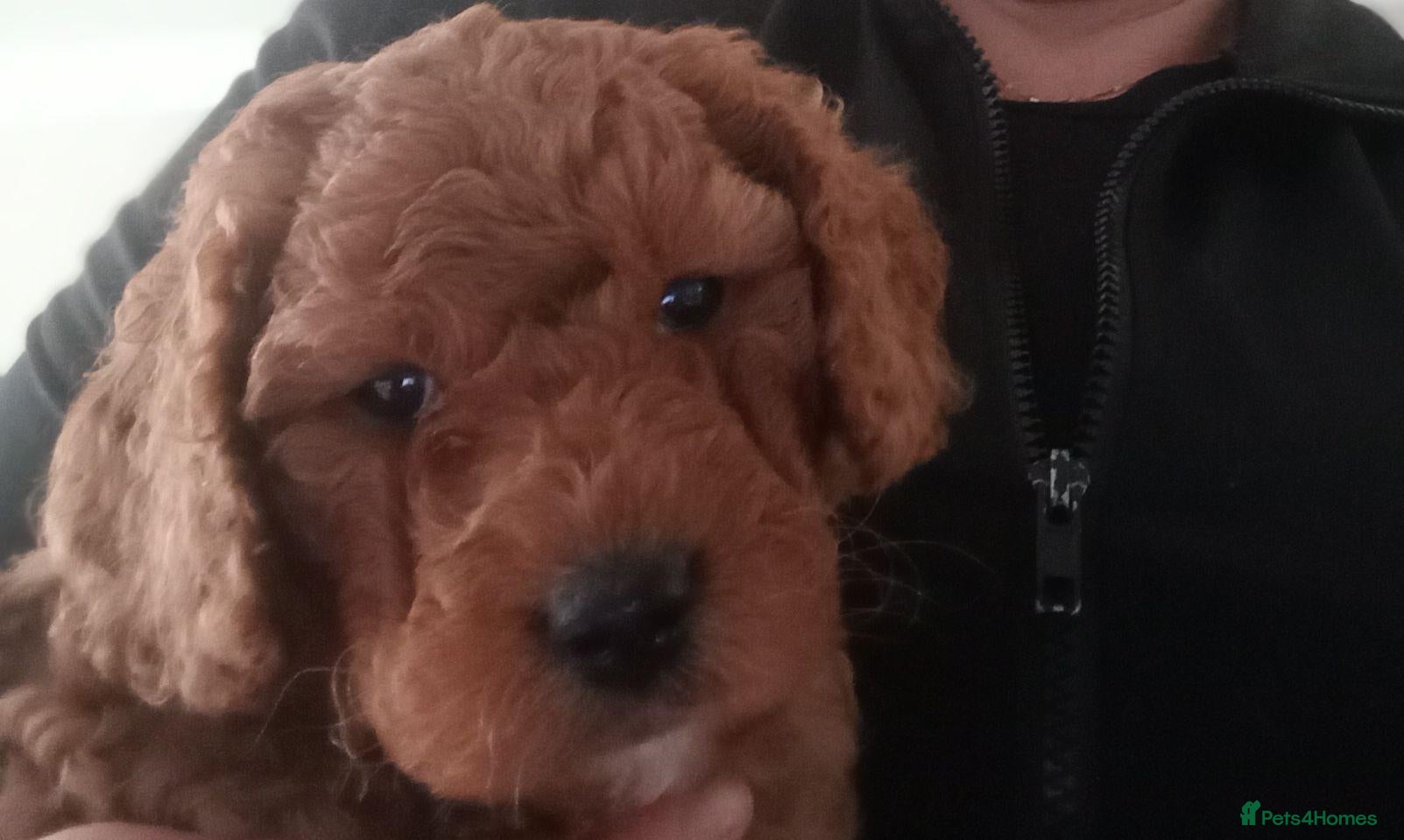 Cockapoo dogs Beautiful F1B Cockapoo Puppies - Advert 3
