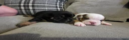 Mixed Breed dogs for sale: 2 beautiful British bulldog cross pups  - Advert 4