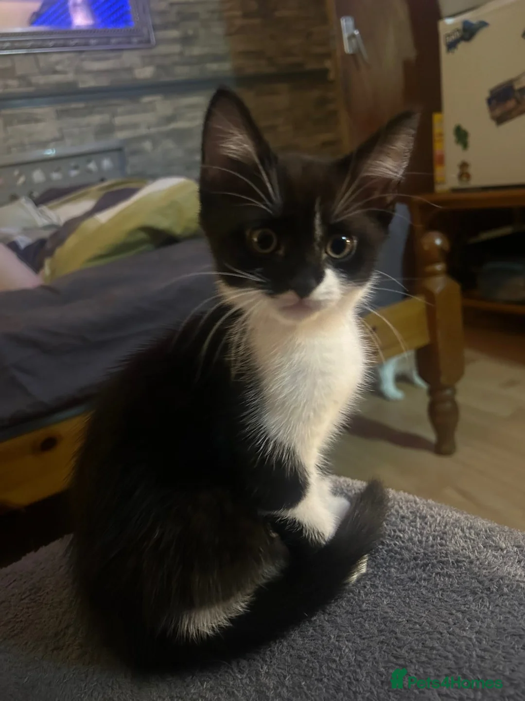British Shorthair cats for sale: 9 week old British shorthair - male  - Advert 2