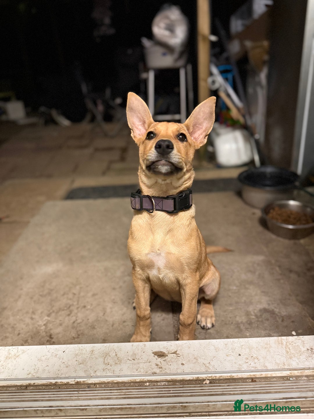 Mixed Breed dogs for sale: Lexi 7 Months old - Advert 11