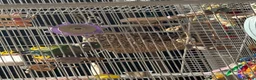 Conures birds for sale: Conure  - Advert 4