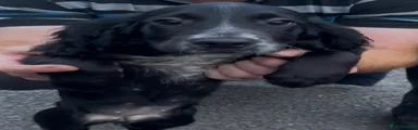 Cocker Spaniel 3