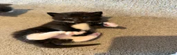 Mixed Breed cats for sale: 5 beautiful kittens  - Advert 21