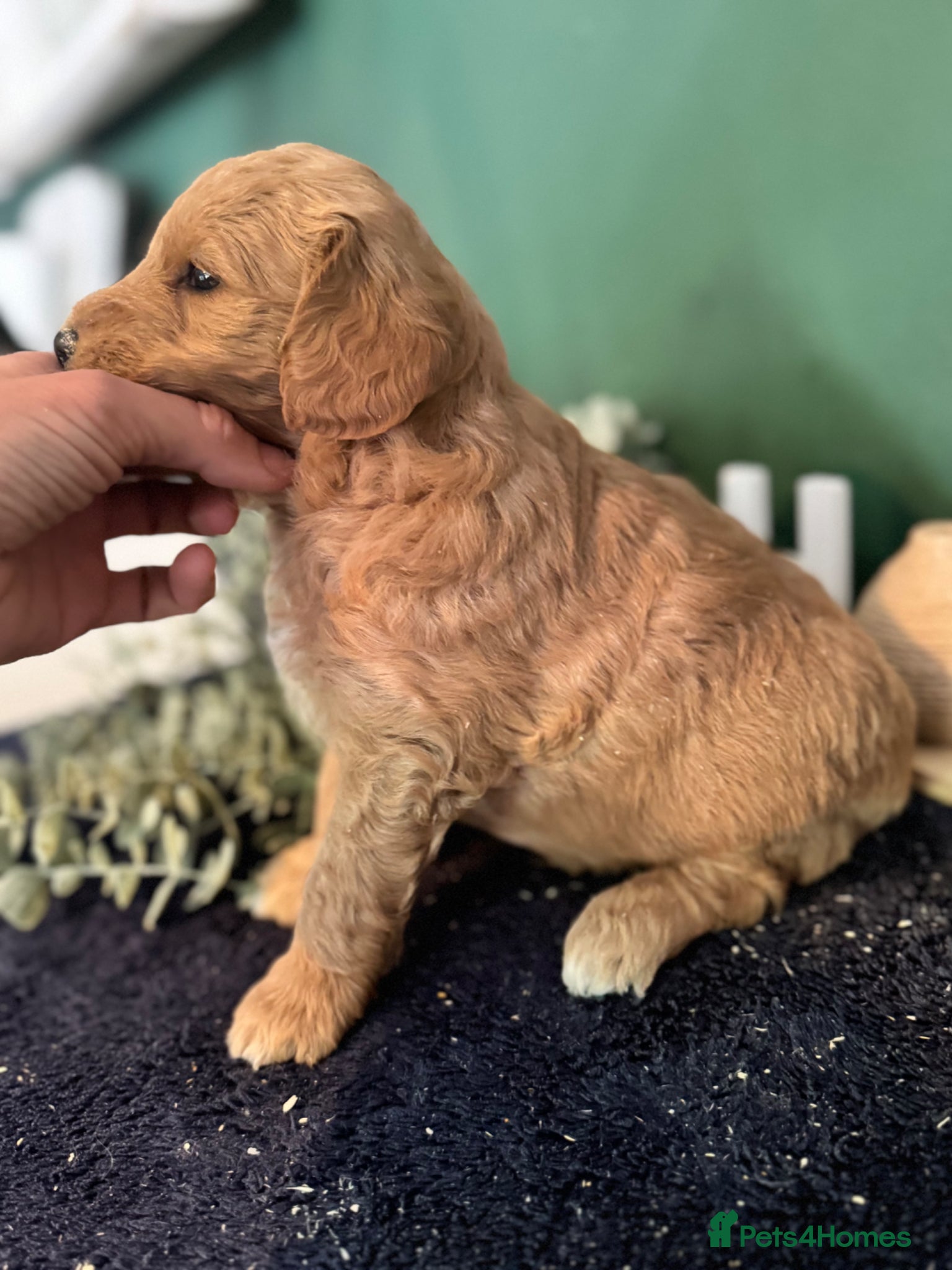 Mini Goldendoodle dogs Fantastic Miniature Goldendoodles  - Advert 1