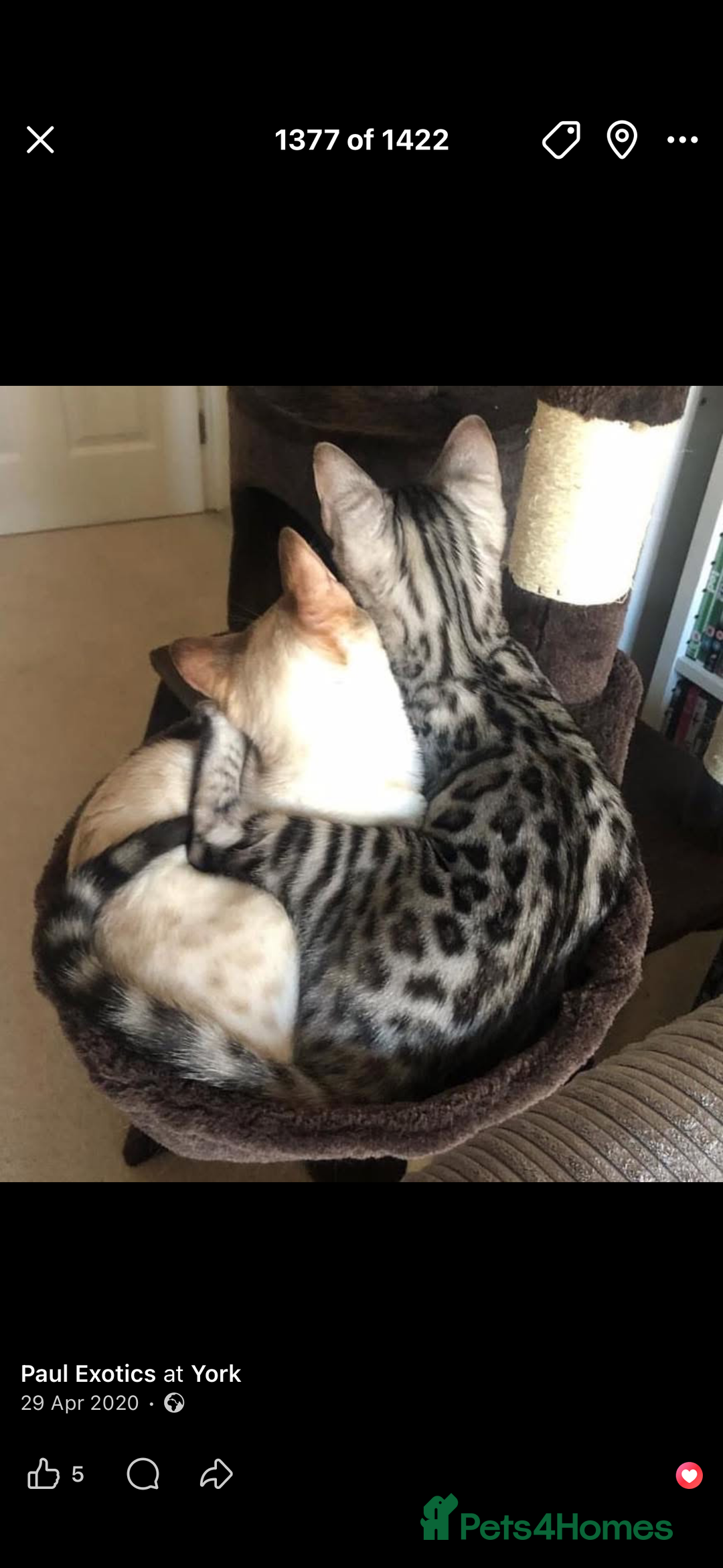 Bengal cats for sale: Well socialised kittens & retired breeding females - Advert 20