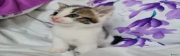 Mixed Breed cats for sale: Adorable & Playful Kittens Raised with Kids  - Advert 39