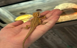 Bearded Dragon reptiles for sale: 60 Baby bearded dragons - Image 23