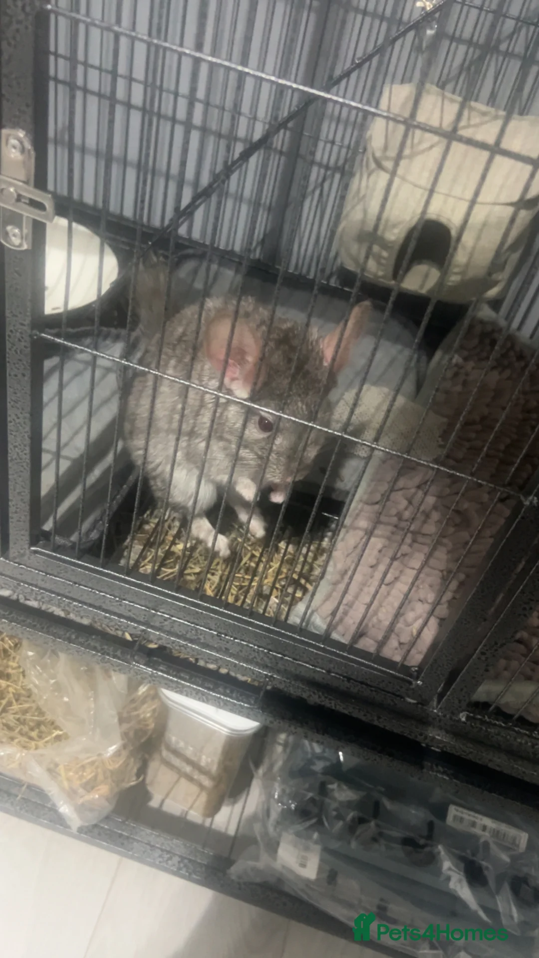 Chinchilla rodents for sale: Chinchilla for sale  in Birmingham - Advert 3