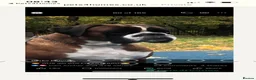 Boxer dogs for stud: Extensively Health Tested European Stud - Advert 10