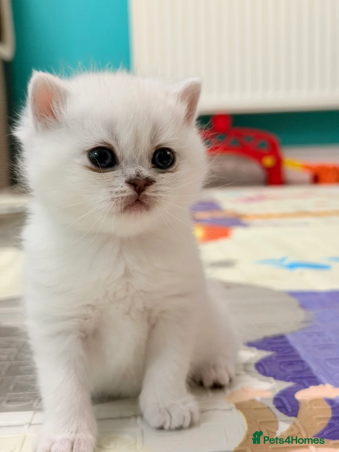 British Shorthair cats for sale: BSH British Shorthair black tipped(silver shaded) - Advert 3