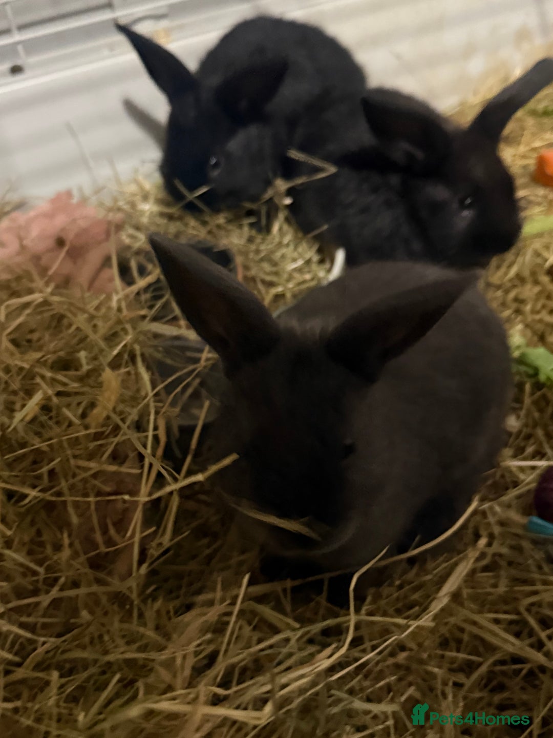 Mini Lion Lop rabbits for sale: lionlop baby bunny’s  - Image 9