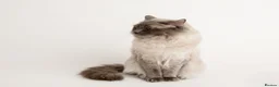 Ragdoll cats for stud: Chocolate carrier blue point Ragdoll Stud - Advert 3