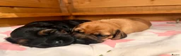 Mixed Breed dogs for sale: Miniature Daschund x 1/8th Border Terrier Puppies in Grantham - Advert 26