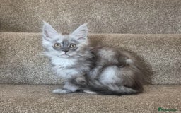 Maine Coon cats for sale: Registered maine coon kittens  - Image 2