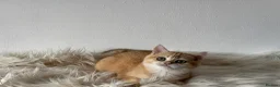 British Shorthair cats for sale: TICA Beautiful British Shorthair Kittens - Advert 6