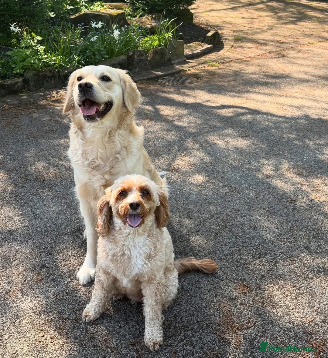 Golden Retriever dogs for sale: Golden retrievers DUE - Advert 5