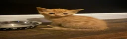 Mixed Breed cats for sale: Fluffy mix breed kittens  in Gloucester - Advert 14