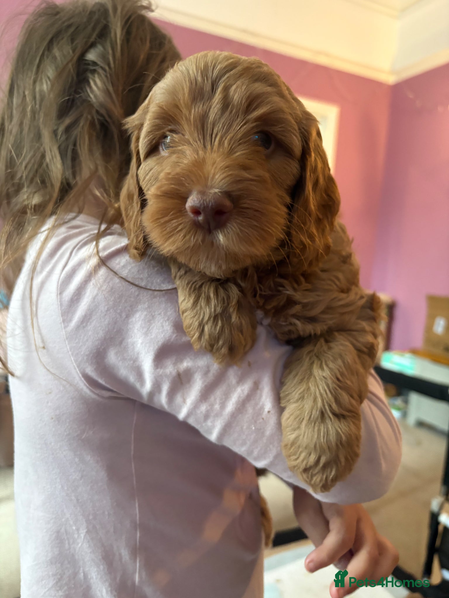 Cockapoo dogs Stunning cockapoo puppies ready in 2 weeks - Advert 18