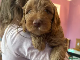 Cockapoo dogs Stunning cockapoo puppies ready in 2 weeks - Advert 18