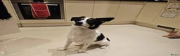 Mixed Breed dogs for adoption: Meet Loki, currently residing in Middlesbrough  in Middlesbrough - Advert 6