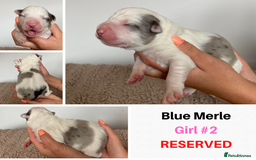 Border Collie dogs for sale: Merle Blue Eye KC Registered Border Collie Puppies - Image 6