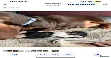 Miniature Dachshund dogs - Advert 6