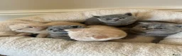 British Shorthair cats for sale: Breathtaking purebred British shorthair kittens - Advert 11