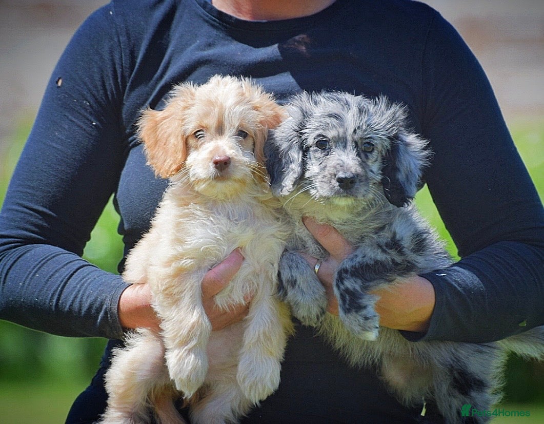 Cockapoo dogs READY NOW 5⭐️Licensed & Registered.    - Advert 1