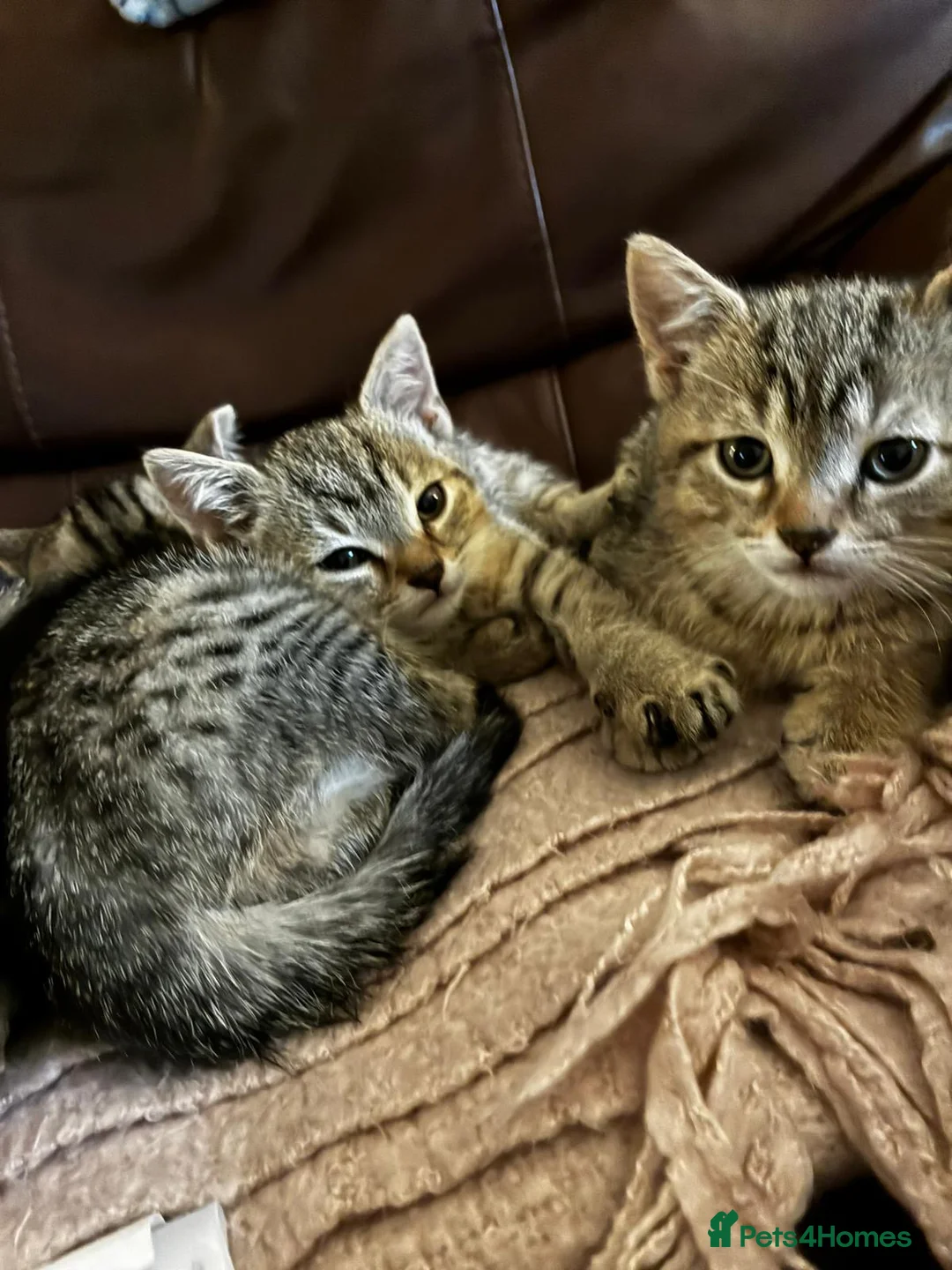 Domestic Shorthair cats for sale: 2 male 2 female tabby kittens ready to leave now - Advert 2