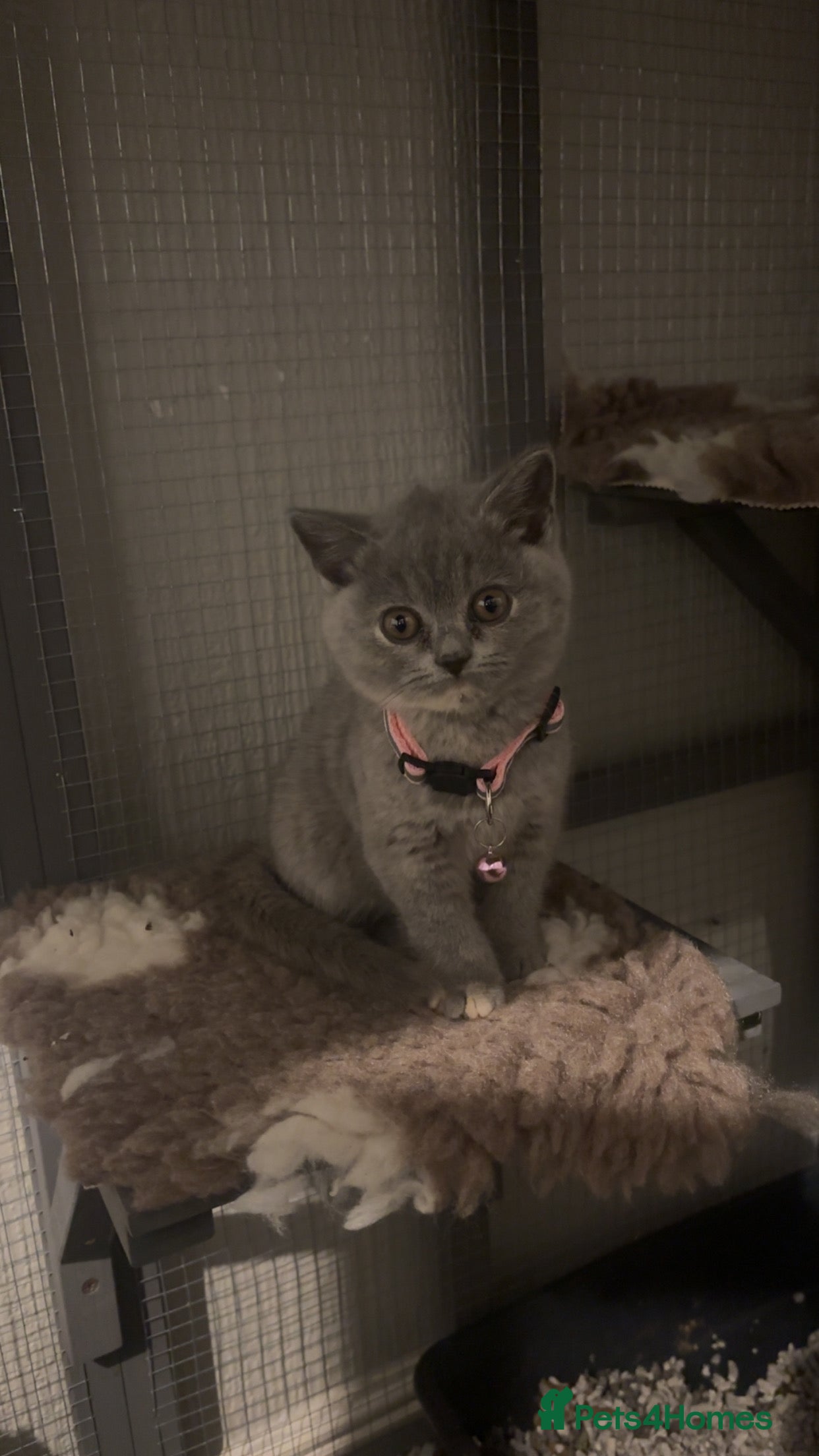 British Shorthair cats Britishshorthair kittens  - Advert 4