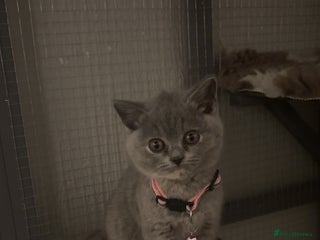 British Shorthair cats Britishshorthair kittens - Advert 19
