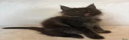 Maine Coon cats for sale: READY NOW 🐾 STUNNING GCCF MAINE COON KITTENS 🐾 - Advert 15