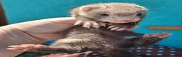Ferret rodents for sale: Full and Semi angora kits  - Advert 10