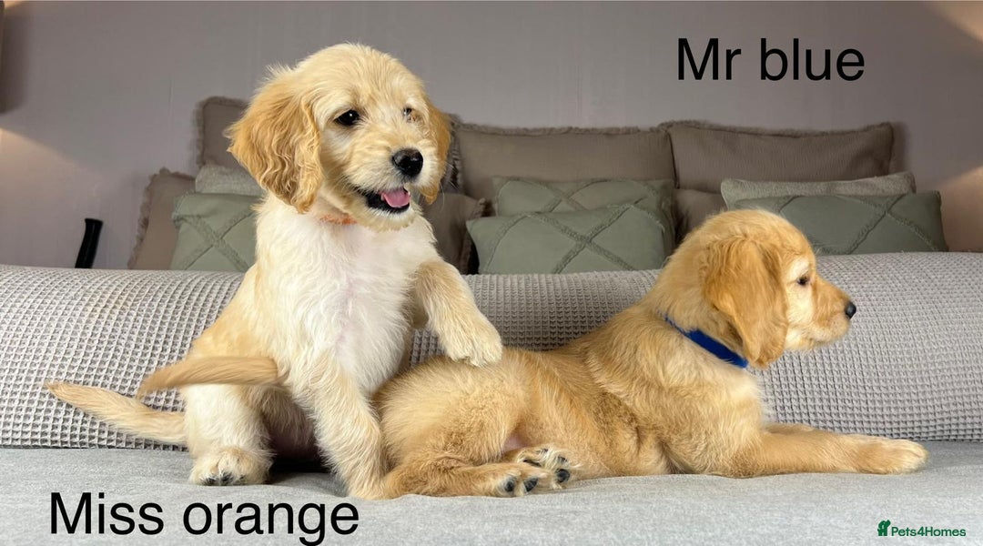 Goldendoodle dogs for sale: ABSOLUTELY GORGEOUS DOODLES  - Advert 9
