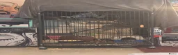 Rat rodents for sale: good home needed - Advert 5