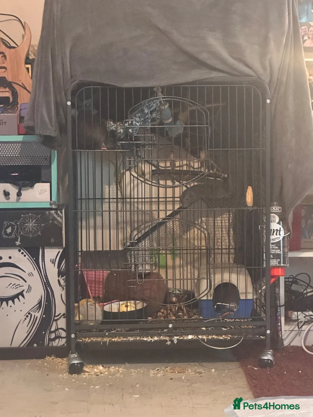 Rat rodents for sale: good home needed - Advert 5