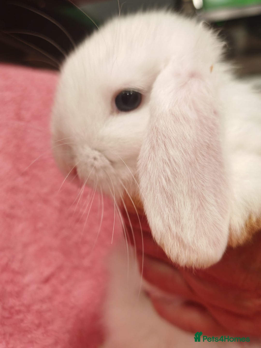 Mini Lop rabbits for sale: Pure Bred Mini Lops DOB 18/8/25 - Image 3