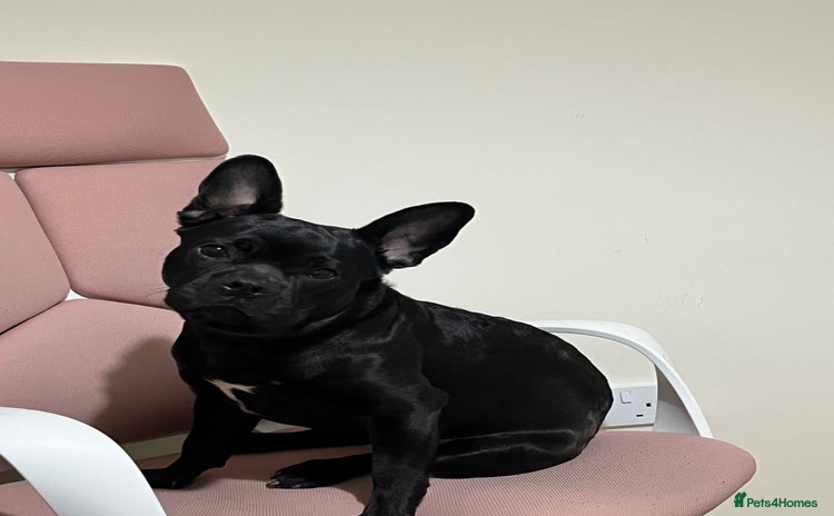 Frug dogs - Advert 4