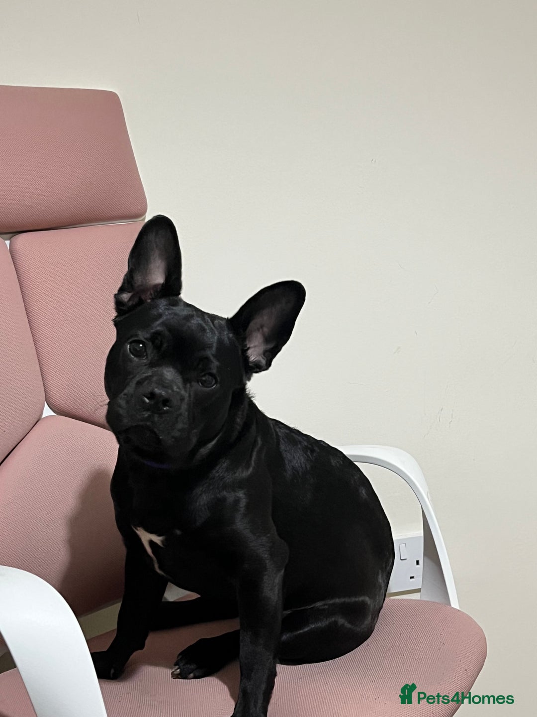 Frug dogs for sale: Female frug - Image 1