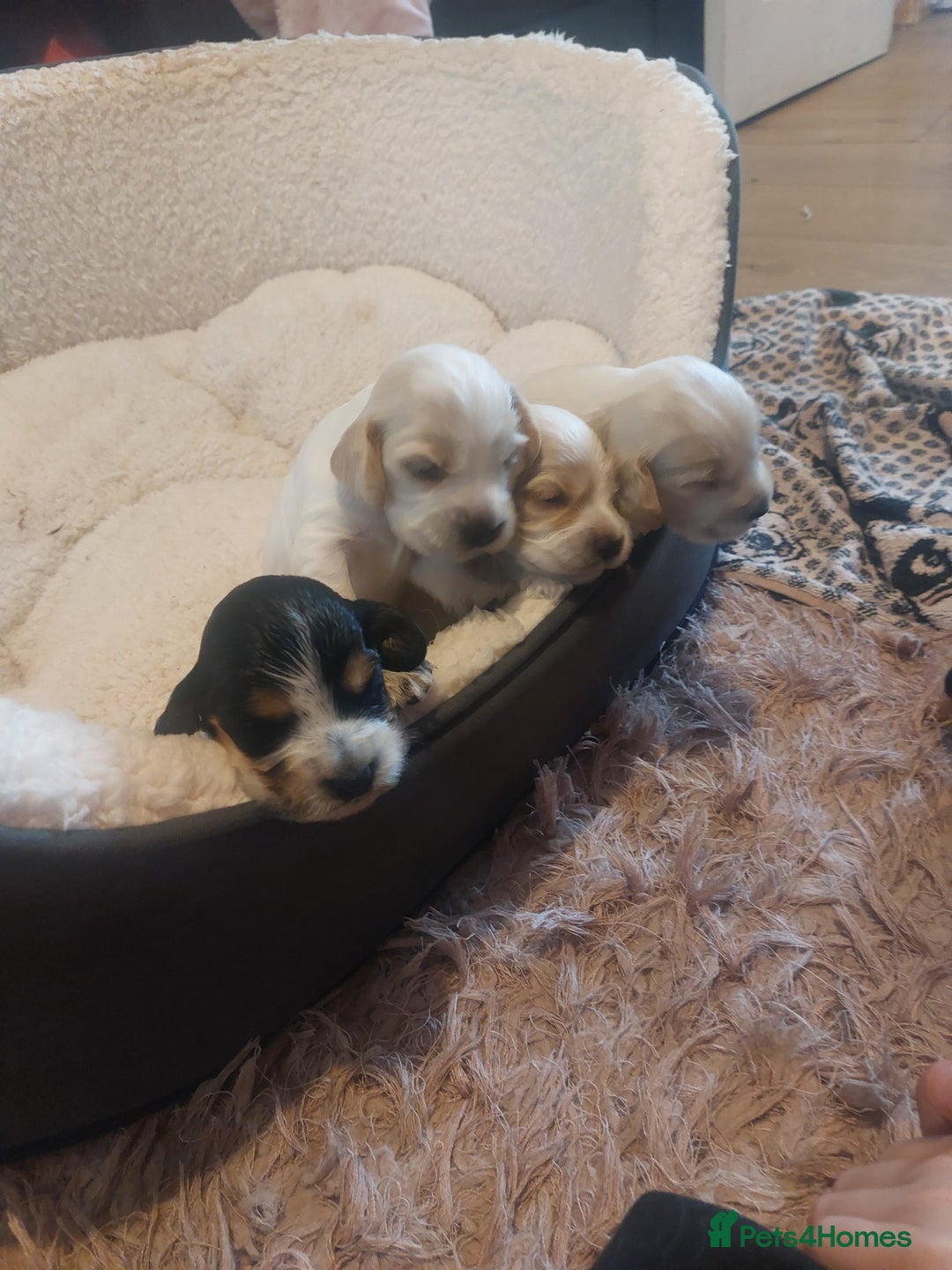 Cocker Spaniel dogs for sale: Show Type Cocker Spaniels - Image 6