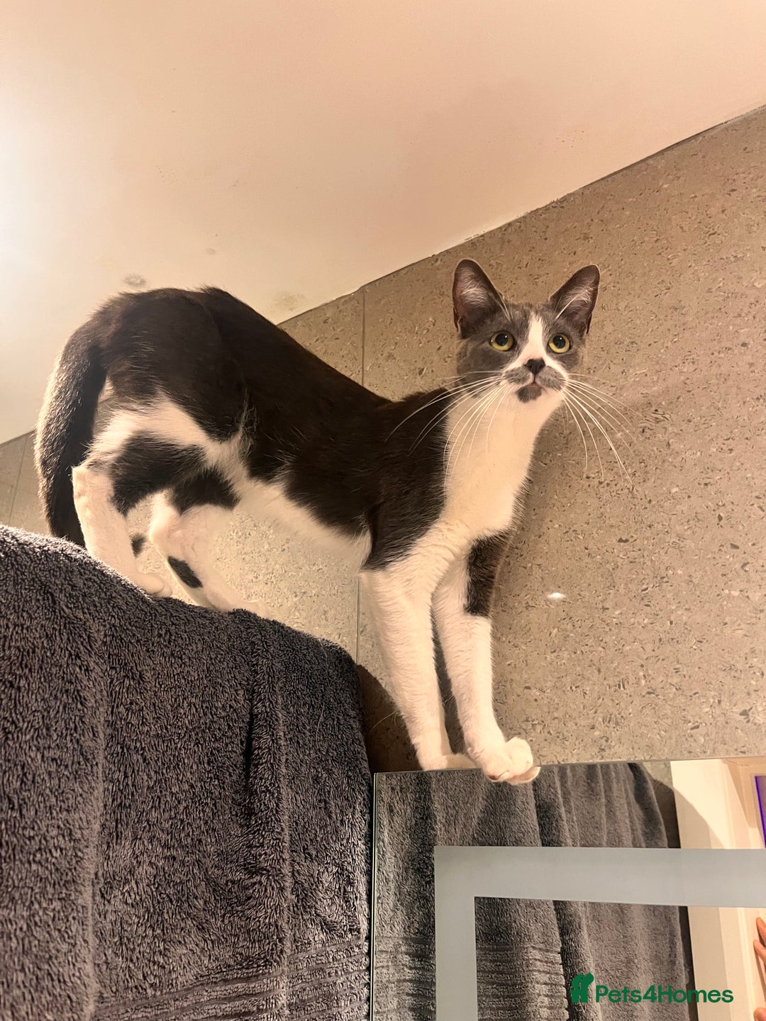 Domestic Shorthair cats for sale: for sale - Advert 1