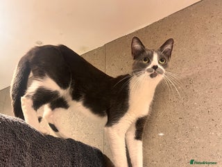 Domestic Shorthair cats for sale - Advert 1