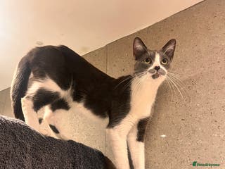 Domestic Shorthair cats for sale - Advert 7