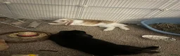 Mini Lop rabbits for sale: 🐰 Smudge & Bambi – bonded indoor pair 🤍 in Durham - Advert 2